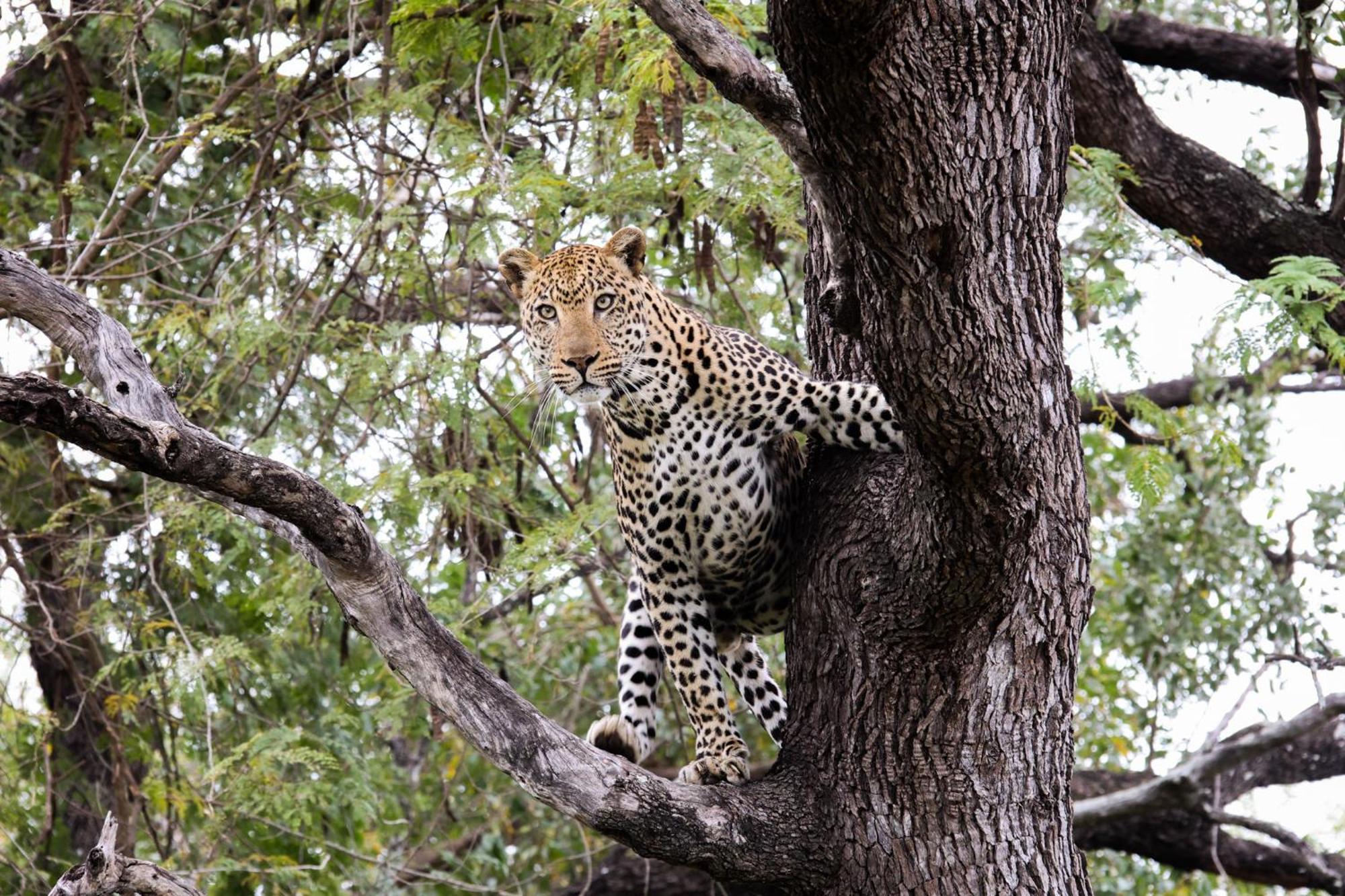 Karongwe Portfolio - Kuname Lodge Karongwe Game Reserve Exterior photo